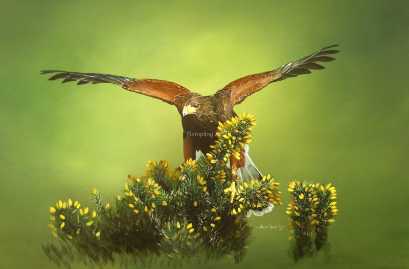 Harris Hawk | In the Gorse