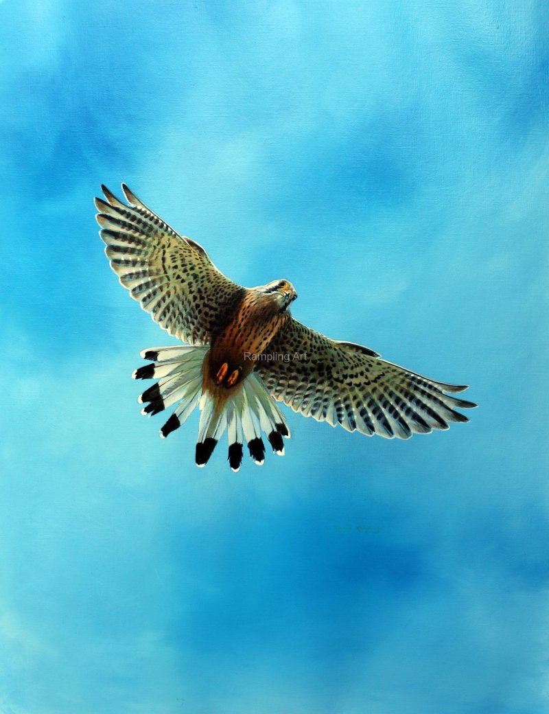 Ted the Kestrel Hovering