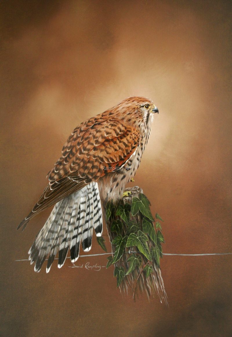 Kestrel on a Post