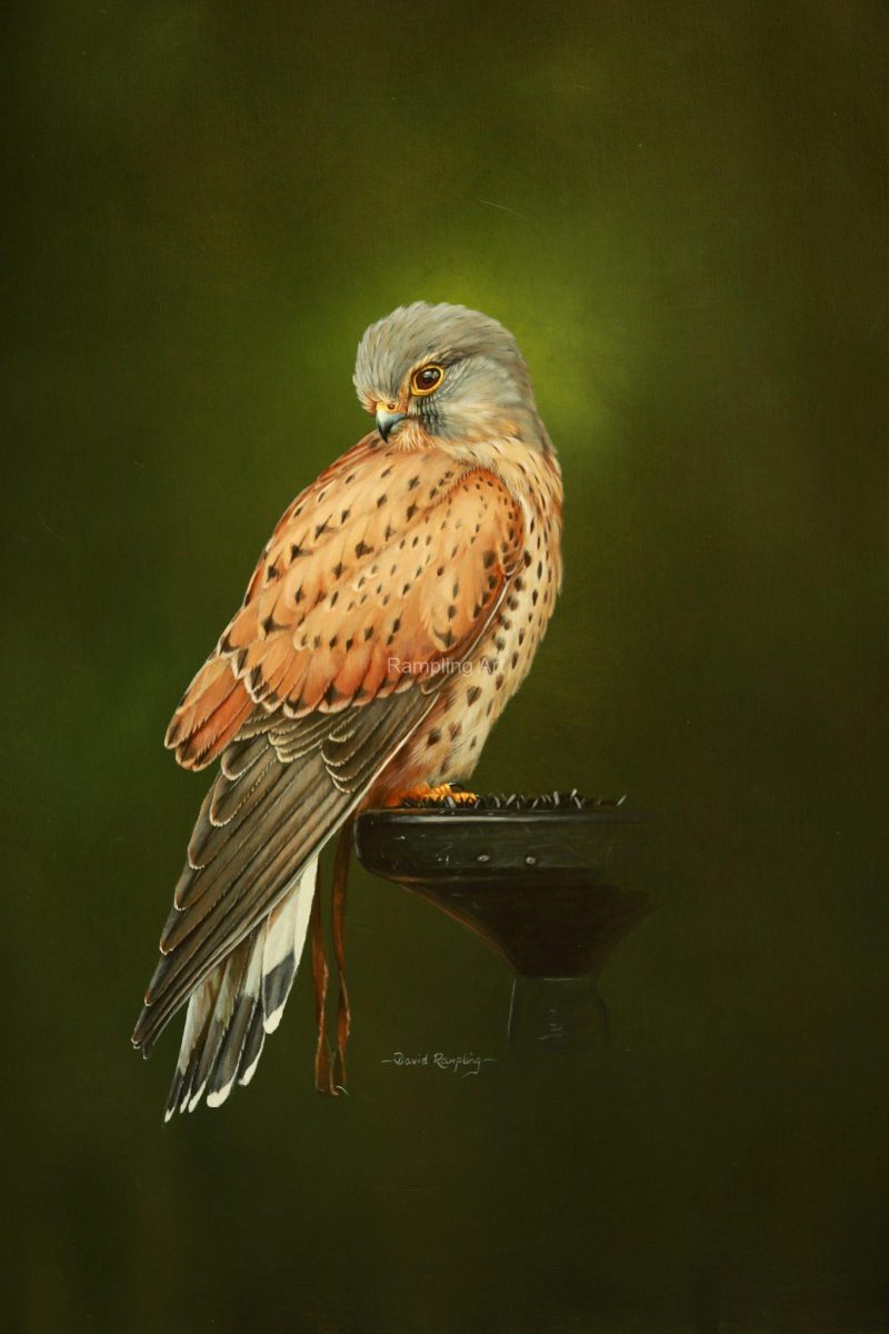 Male Kestrel Ted