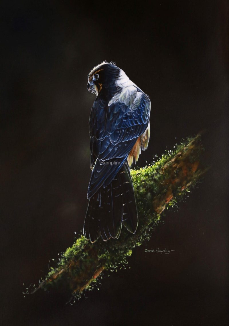 New Zealand Falcon | Blue