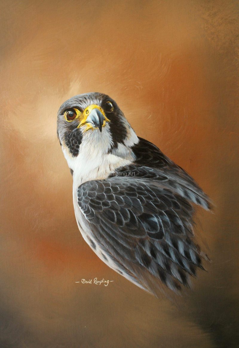 Peregrine | Head Study Brown