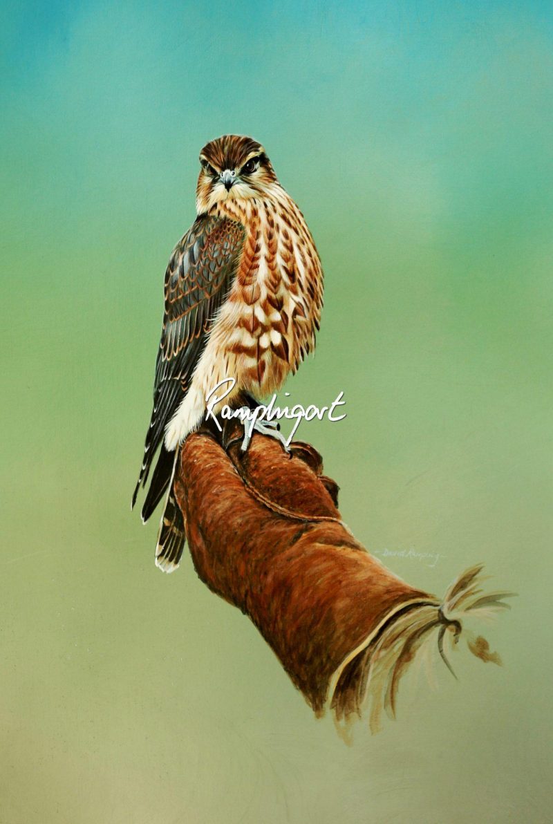 Immature Merlin. Our smallest UK falcon.